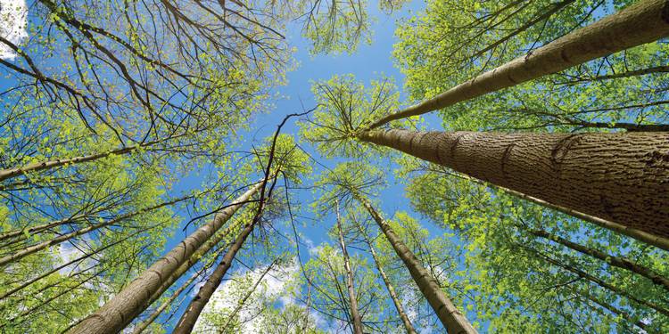 An upward scene at Summit Metro Parks.